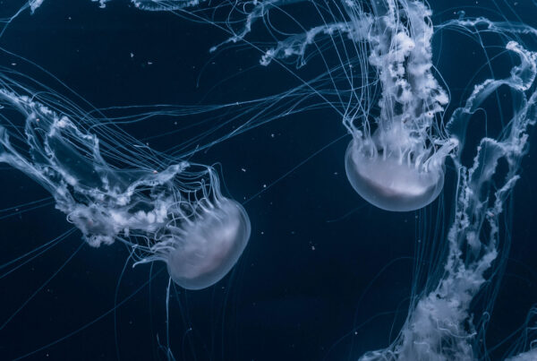 jelly