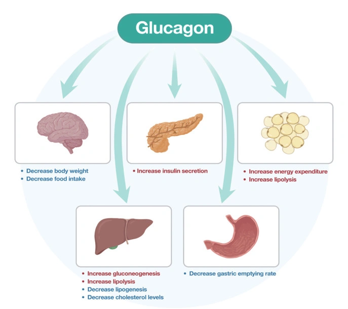 Glucagon & Health