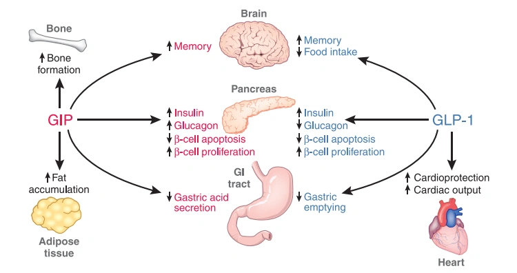 GLP-1 & GIP Hormones and Incretins Mimetics