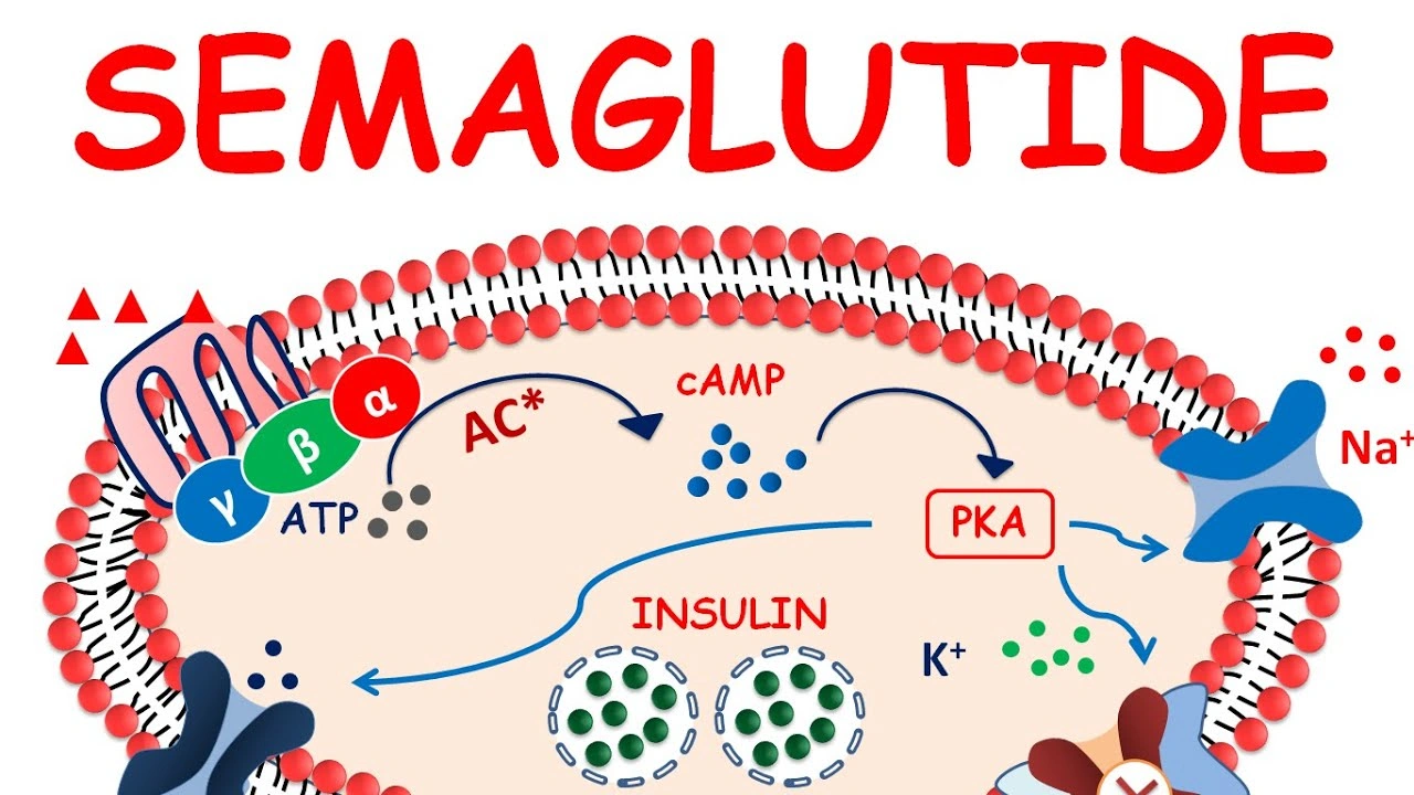 How Semaglutide Work?