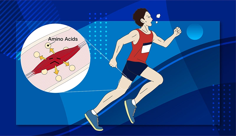 Protein and Amino Acids: More Than Muscle Support